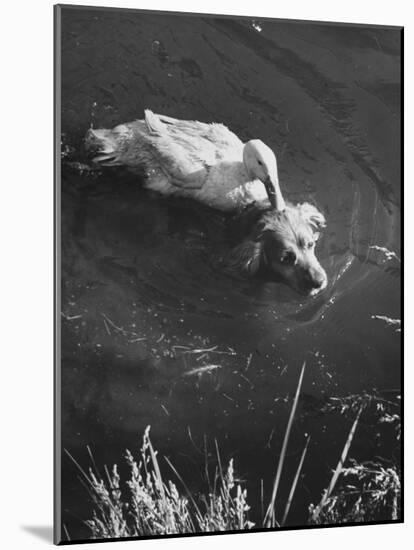 Donald, the Dog-Loving Duck, Hates Water But Takes a Ride on the Back of His Swimming Pal Rusty-Loomis Dean-Mounted Photographic Print