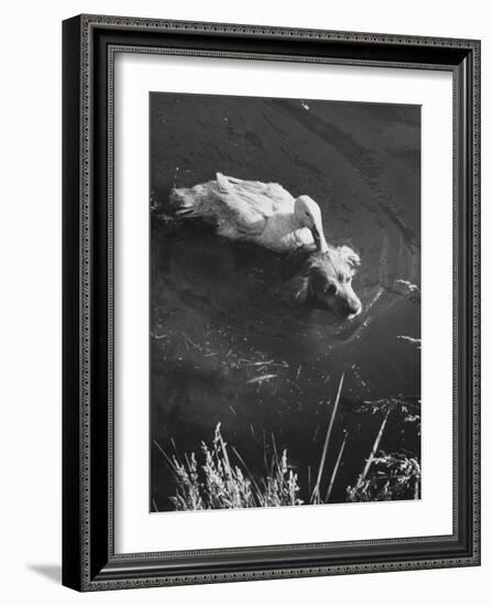 Donald, the Dog-Loving Duck, Hates Water But Takes a Ride on the Back of His Swimming Pal Rusty-Loomis Dean-Framed Photographic Print