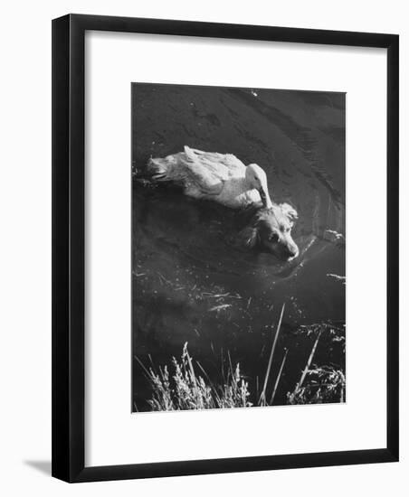 Donald, the Dog-Loving Duck, Hates Water But Takes a Ride on the Back of His Swimming Pal Rusty-Loomis Dean-Framed Photographic Print