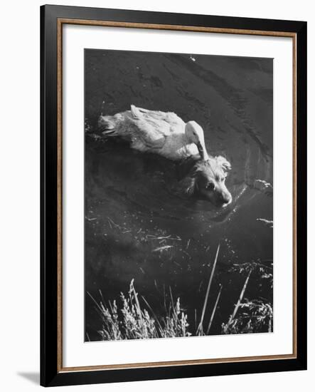 Donald, the Dog-Loving Duck, Hates Water But Takes a Ride on the Back of His Swimming Pal Rusty-Loomis Dean-Framed Photographic Print