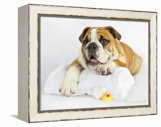 Donald-Rachael Hale-Framed Premier Image Canvas