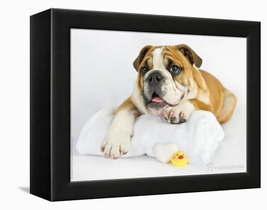 Donald-Rachael Hale-Framed Premier Image Canvas