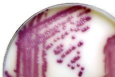 MRSA Bacteria In a Petri Dish-Doncaster and Bassetlaw-Mounted Photographic Print