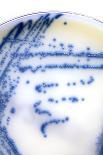 MRSA Bacteria In a Petri Dish-Doncaster and Bassetlaw-Laminated Photographic Print