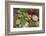 Dong Ba Market, Hue, Vietnam, Indochina, Southeast Asia, Asia-Bruno Morandi-Framed Photographic Print