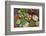 Dong Ba Market, Hue, Vietnam, Indochina, Southeast Asia, Asia-Bruno Morandi-Framed Photographic Print