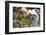 Dong Ba Market, Hue, Vietnam, Indochina, Southeast Asia, Asia-Bruno Morandi-Framed Photographic Print