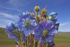 Blue Poppy (Meconopsis Betonicifolia)-Dong Lei-Photographic Print