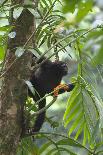 Hoolock Gibbon (Hoolock Leuconedys)Feeding-Dong Lei-Framed Photographic Print