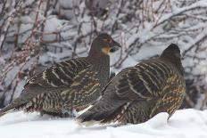 Sichuan Pheasant Partridges (Tetraophasis Szechenyii) In Snow, Yajiang County, Sichuan Province-Dong Lei-Photographic Print