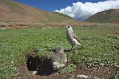 Mountain Weasel (Mustela Altaica) Lhasa City, Qinghai-Tibet Plateau, Tibet, China, Asia-Dong Lei-Photographic Print