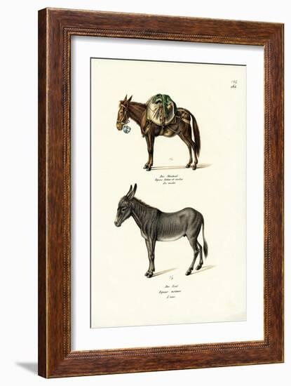 Donkey, 1824-Karl Joseph Brodtmann-Framed Giclee Print