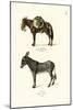 Donkey, 1824-Karl Joseph Brodtmann-Mounted Giclee Print