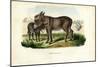 Donkey, 1863-79-Raimundo Petraroja-Mounted Giclee Print