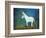 Donkey, 2011-Roya Salari-Framed Giclee Print