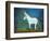 Donkey, 2011-Roya Salari-Framed Giclee Print