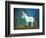 Donkey, 2011-Roya Salari-Framed Giclee Print