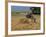 Donkey and Cat, Kastelli, Chania District, Crete, Greek Islands, Greece, Europe-O'callaghan Jane-Framed Photographic Print