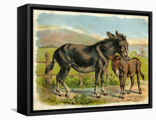 Donkey and Foal by a Fence-null-Framed Stretched Canvas