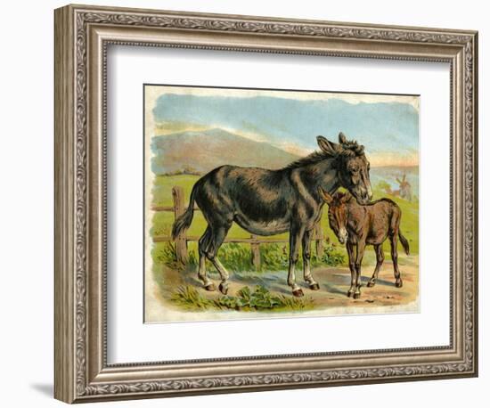 Donkey and Foal by a Fence-null-Framed Art Print
