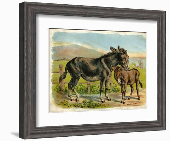 Donkey and Foal by a Fence-null-Framed Art Print