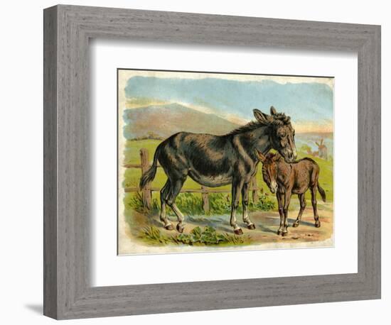 Donkey and Foal by a Fence-null-Framed Art Print