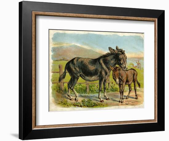 Donkey and Foal by a Fence-null-Framed Art Print