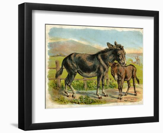 Donkey and Foal by a Fence-null-Framed Art Print