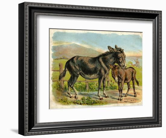 Donkey and Foal by a Fence-null-Framed Art Print