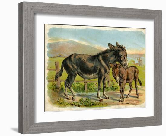 Donkey and Foal by a Fence-null-Framed Art Print