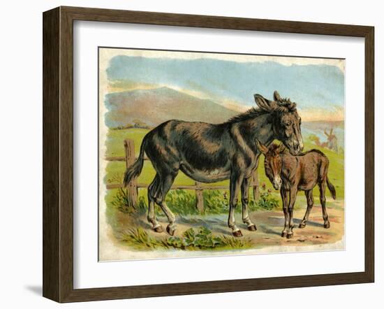 Donkey and Foal by a Fence-null-Framed Art Print