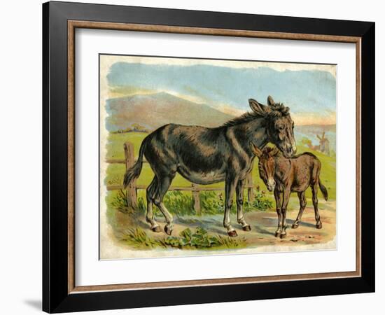 Donkey and Foal by a Fence-null-Framed Art Print