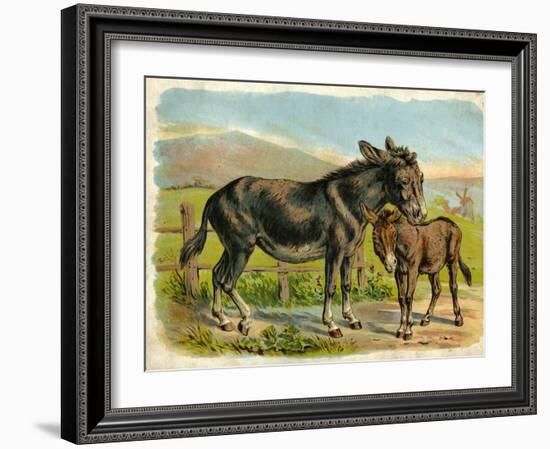 Donkey and Foal by a Fence-null-Framed Art Print