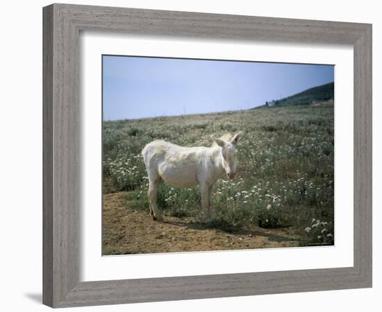 Donkey, Asinara, Sardinia, Italy-Oliviero Olivieri-Framed Photographic Print