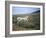 Donkey, Asinara, Sardinia, Italy-Oliviero Olivieri-Framed Photographic Print