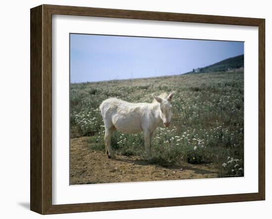 Donkey, Asinara, Sardinia, Italy-Oliviero Olivieri-Framed Photographic Print