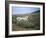 Donkey, Asinara, Sardinia, Italy-Oliviero Olivieri-Framed Photographic Print