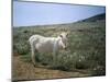 Donkey, Asinara, Sardinia, Italy-Oliviero Olivieri-Mounted Photographic Print