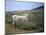 Donkey, Asinara, Sardinia, Italy-Oliviero Olivieri-Mounted Photographic Print