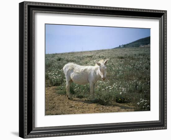Donkey, Asinara, Sardinia, Italy-Oliviero Olivieri-Framed Photographic Print