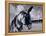 Donkey at Shorefront, Blackpool, England-Walter Bibikow-Framed Premier Image Canvas
