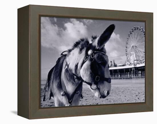 Donkey at Shorefront, Blackpool, England-Walter Bibikow-Framed Premier Image Canvas
