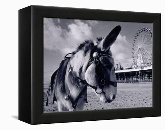 Donkey at Shorefront, Blackpool, England-Walter Bibikow-Framed Premier Image Canvas