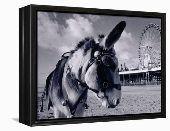 Donkey at Shorefront, Blackpool, England-Walter Bibikow-Framed Premier Image Canvas