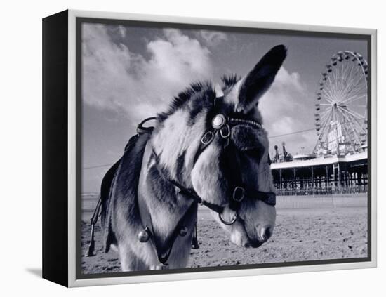 Donkey at Shorefront, Blackpool, England-Walter Bibikow-Framed Premier Image Canvas