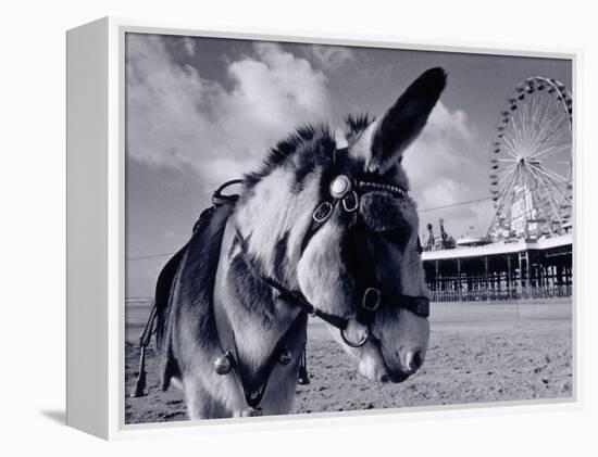 Donkey at Shorefront, Blackpool, England-Walter Bibikow-Framed Premier Image Canvas