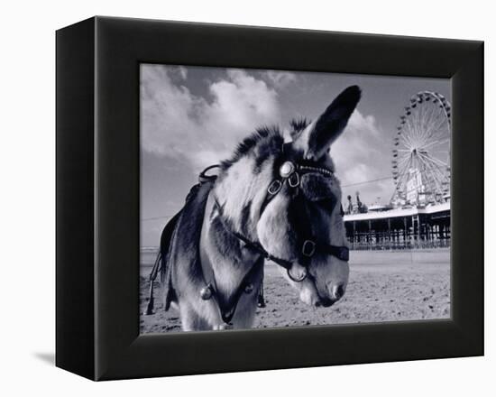 Donkey at Shorefront, Blackpool, England-Walter Bibikow-Framed Premier Image Canvas