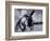 Donkey at Shorefront, Blackpool, England-Walter Bibikow-Framed Photographic Print