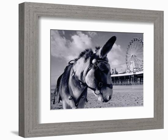 Donkey at Shorefront, Blackpool, England-Walter Bibikow-Framed Photographic Print