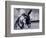 Donkey at Shorefront, Blackpool, England-Walter Bibikow-Framed Photographic Print